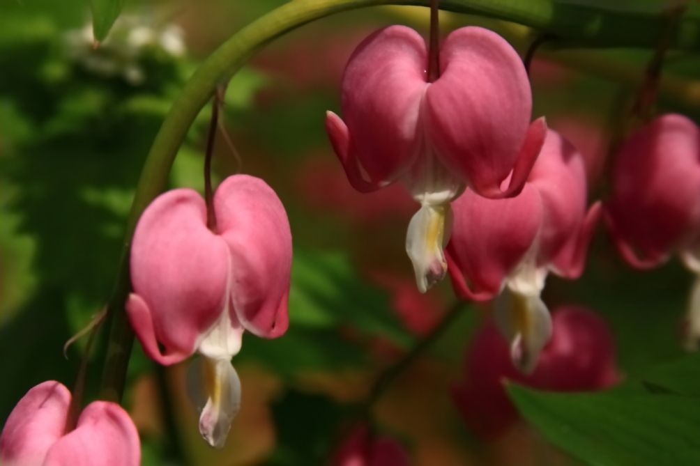 Flowers and Foliage I